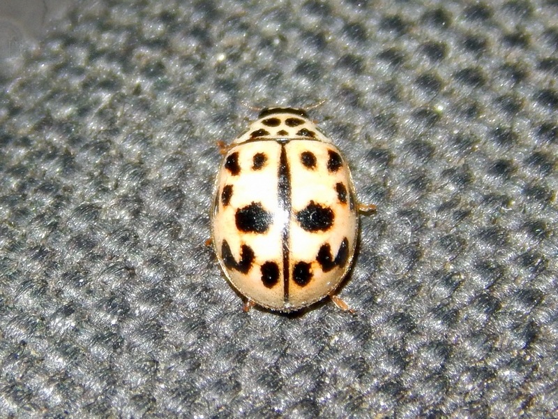 Serie di Coccinellidae del Parco del Ticino